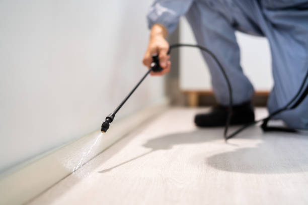 Rodent Entry Point Assessment in Roswell